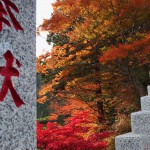 参道脇のもみじ