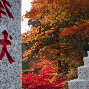 参道脇のもみじ