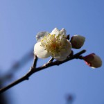 梅開花