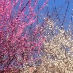 紅梅・白梅